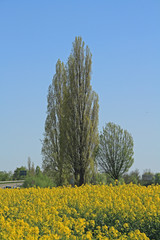 Rapsfeld