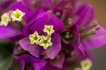 Purple and yellow bougainville flowers in close up macro image with green leaves blurry background