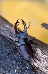 Hirschkäfer (Lucanus cervus)