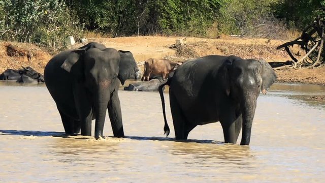 Elephants and buffaloes walking in forest in Sri Lanka
