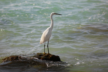 A White Heron stands on an rock by the sea looking for prey