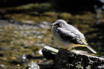 Juvenile grey wagtail (Motacilla cinerea) fledgling wild bird perched on a rock on the river bank