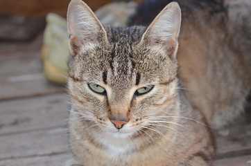 a cat lying on wooden floor, hiding paw, background