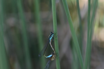 libellule