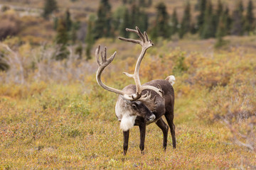 Fototapeta premium Barren Ground Caribou Bull in Velvet