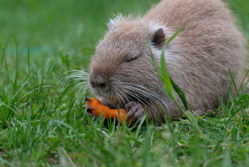 The baby swamp nutria beaver gnawing on a carrot