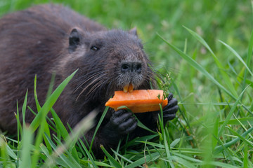 The baby swamp nutria beaver gnawing on a carrot