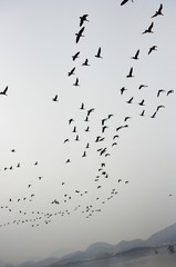 주남저수지의 철새