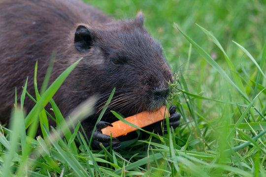 The baby swamp nutria beaver gnawing on a carrot