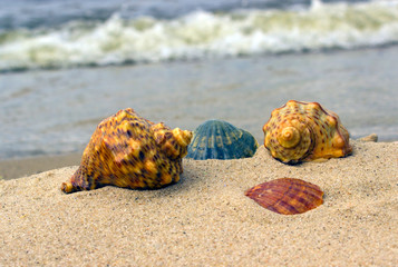 Sea shells and panzers of mollusks on the beach