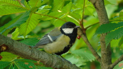 Great Tit (Parus major)