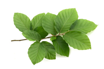 Naklejka na ściany i meble Beech branch with leaves