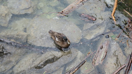 Ente