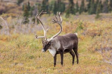 Fototapeta premium Barren Ground Caribou Bull in Velvet