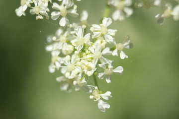The plant blooms