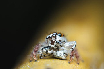 a jumping spider was hunted by a spider and eating on dried branch.