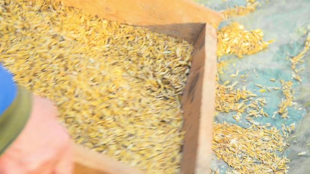 The farmer sifts the grain manually. Hands of the worker who sifts the grain of oats through a sieve. Hands of an elderly person. Disappearing profession concept