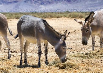 Somali wild donkey (Equus africanus). This species is extremely rare both in nature and in captivity. Nowadays it inhabits nature reserve near Eilat, Israel