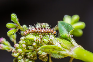 Peridrome orbicularis moth caterpillar