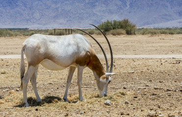Antelope scimitar horn Oryx (Oryx leucoryx). Due to danger of extinction, the species was introduced from Sahara and adopted in nature reserve near Eilat, Israel
