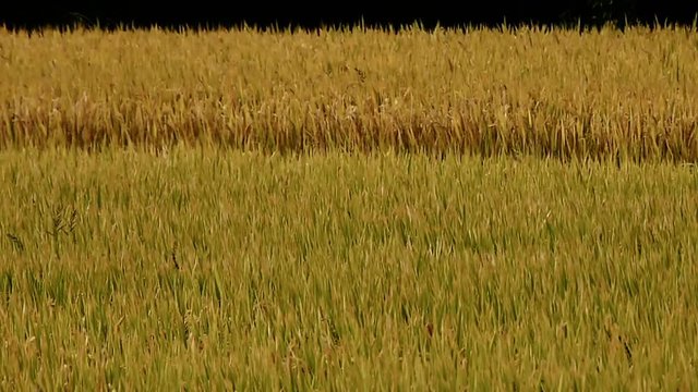 Asian golden rice paddy in wind,wait for the harvest.