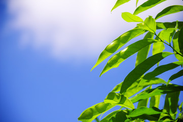 green leaf with cloudy sky