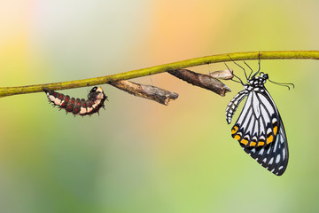 Obraz premium Cykl życiowy motyla pospolitego (Papilio clytia)