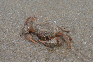 Crab