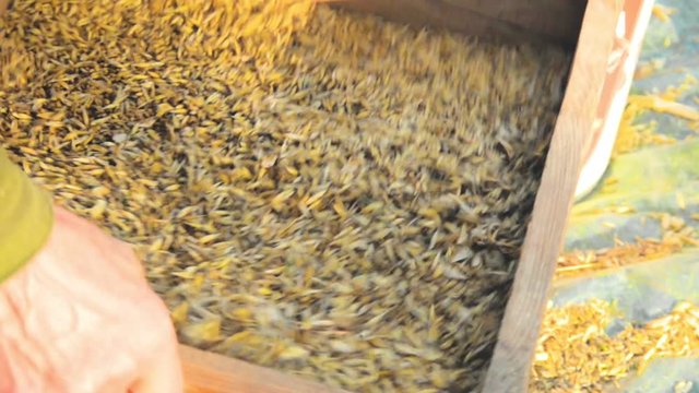 The farmer sifts the grain manually. Hands of the worker who sifts the grain of oats through a sieve. Hands of an elderly person. Disappearing profession concept