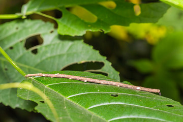 Siam giant stick insect (Tirachoidea siamensis)