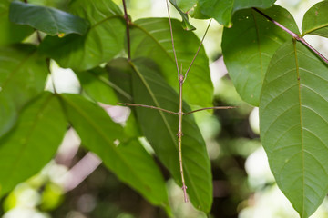 Fototapeta na wymiar Siam giant stick insect (Tirachoidea siamensis)
