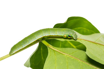 Obraz premium Great Orange-tip (Hebomoia glaucippe) caterpillar