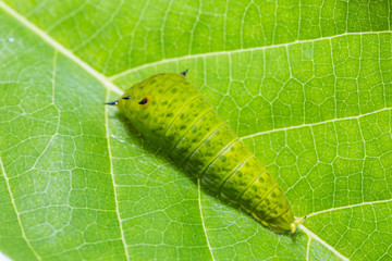 Tailed Jay (Graphium agamemnon) caterpillar