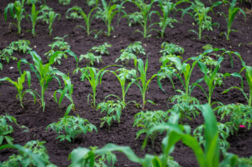 green seedling sprout of corn and  tomatoes in the garden on the ground after rain in summer day