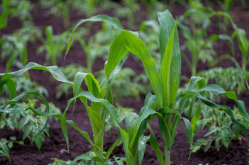 green seedling sprout of corn and  tomatoes in the garden on the ground after rain in summer day