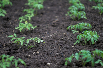 green seedlings sprouts of tomatoes in the garden on the ground after rain in summer day