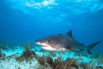 Obraz na płótnie Canvas Tiger shark.