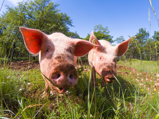 Fototapeta premium Free range pigs grazing