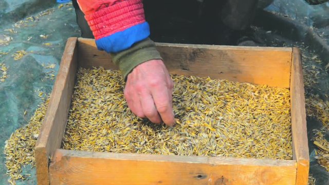 The farmer sifts the grain manually. Hands of the worker who sifts the grain of oats through a sieve. Hands of an elderly person. Disappearing profession concept