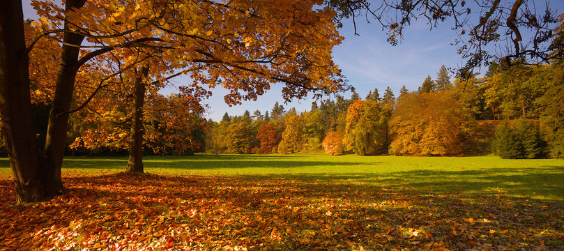 Park with trees at autumnal time