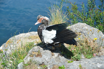 Мускусная утка (Cairina moschata)