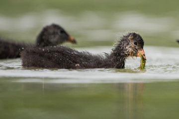 Eurasian Coot, Coot, Fulica atra - nestling
