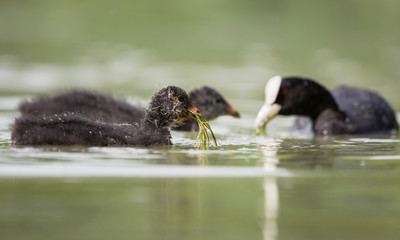 Eurasian Coot, Coot, Fulica atra - nestling