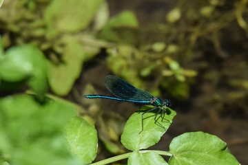 Demoiselle dragonfly damselfly vibrant turquoise in color resting on a green leaf above the river