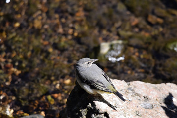 Juvenile grey wagtail (Motacilla cinerea) fledgling wild bird perched on a rock on the river bank in early summer