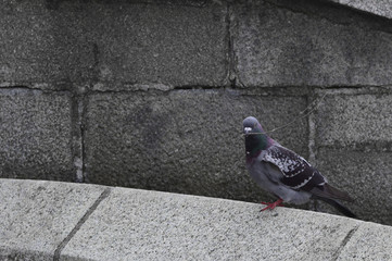 Pigeon of peace
