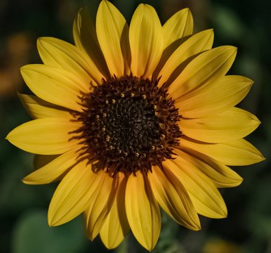 An up close view of a Golden Yellow Sunflower in full bloom