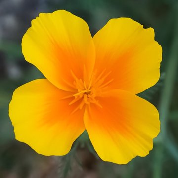 An up close view of a yellow California Poppy flower in full bloom