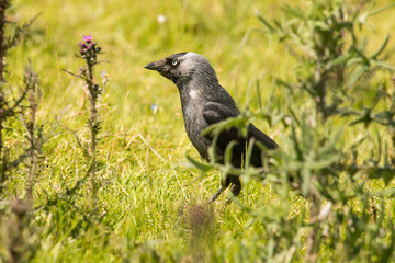 Hooded Crow Corvus corone