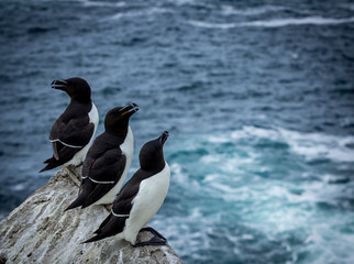 Razor bills